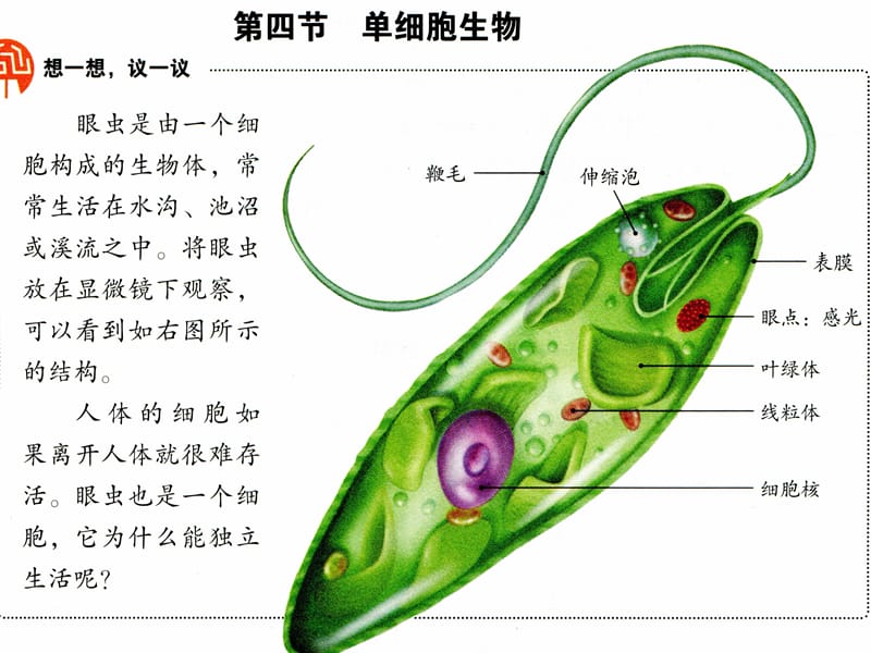 人教初中生物七上《第2单元 第2章 第4节 单细胞生物》PPT课件 (5)_第1页