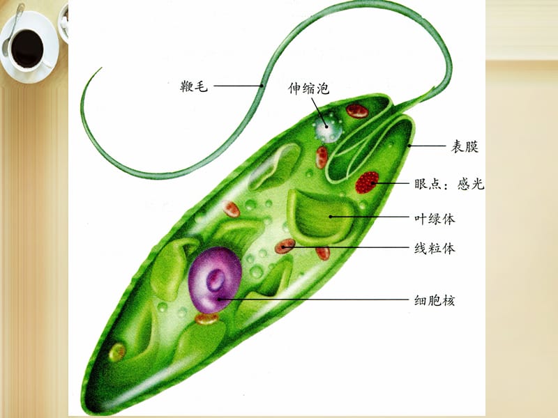 人教初中生物七上《第2单元 第2章 第4节 单细胞生物》PPT课件 (5)_第3页