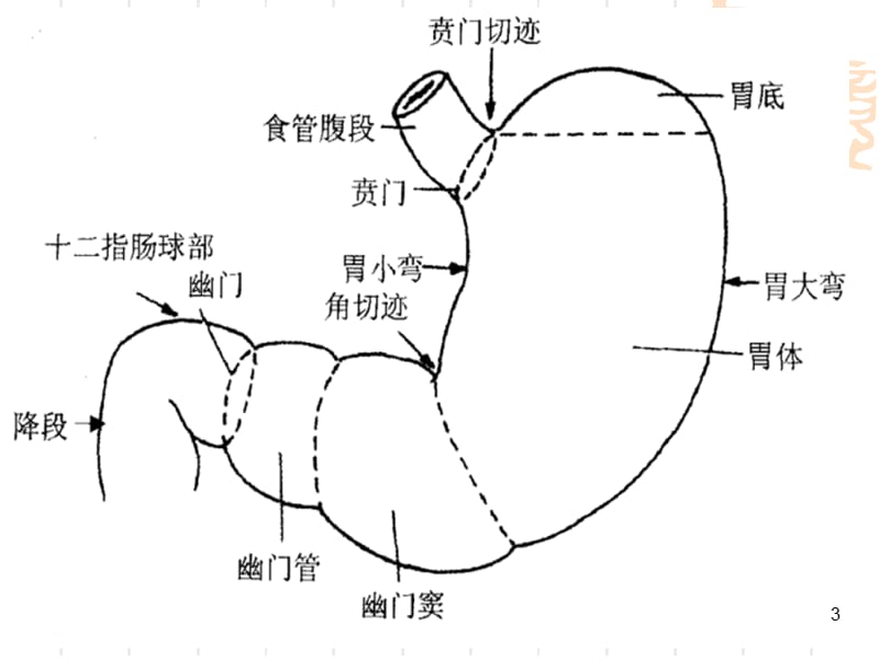 胃十二指肠溃疡胃癌病人的护理ppt课件_第3页