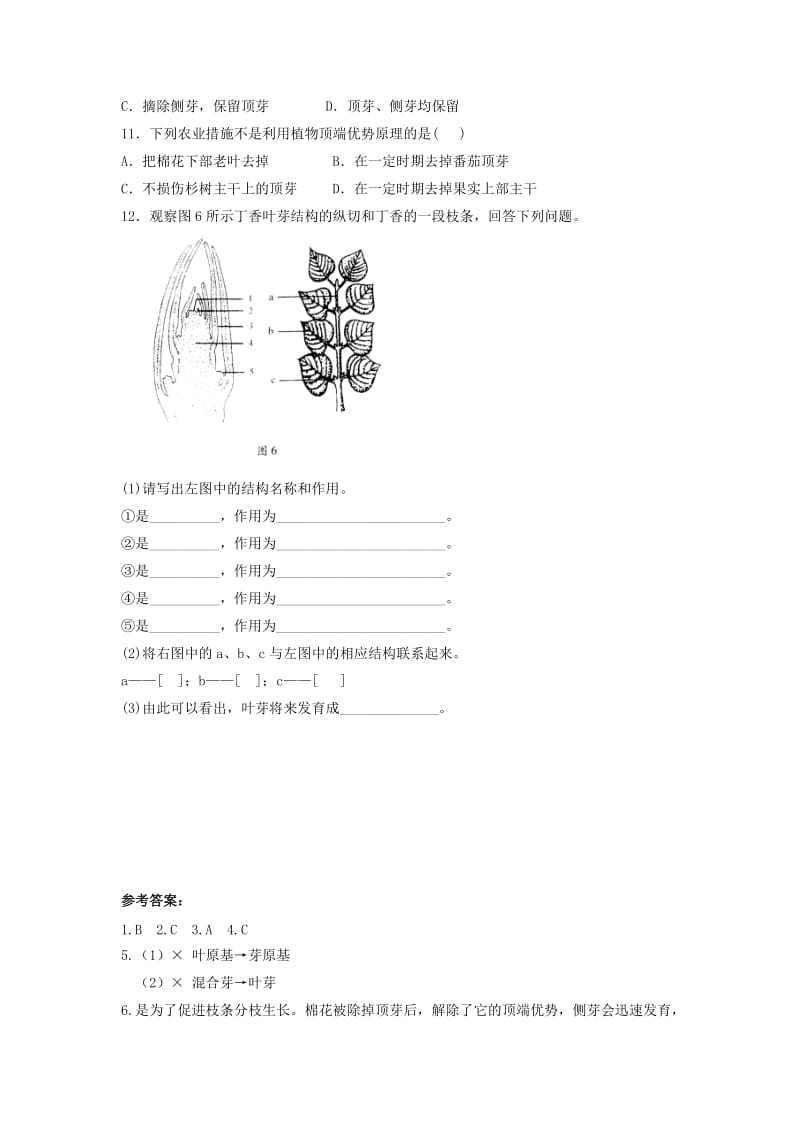 2019-2020年八年级生物上册 第四单元 第一章 第6节《芽的类型和发育》同步练习 （新版）济南版.doc_第2页