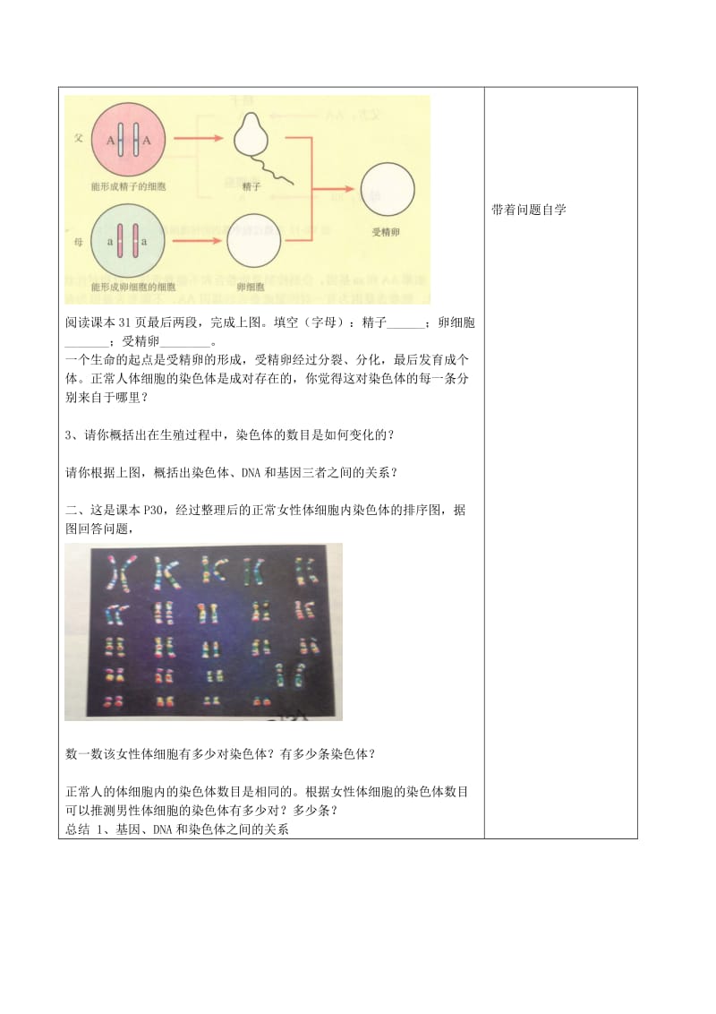 山东泰安市八年级生物下册 8.2.3基因在亲子代之间的传递学案 鲁教版五四制.doc_第2页