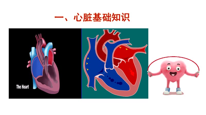 心电图知识培训（护理）_第3页