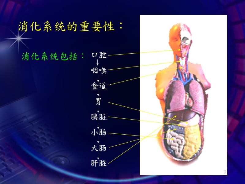 消化系统与营养ppt课件_第3页