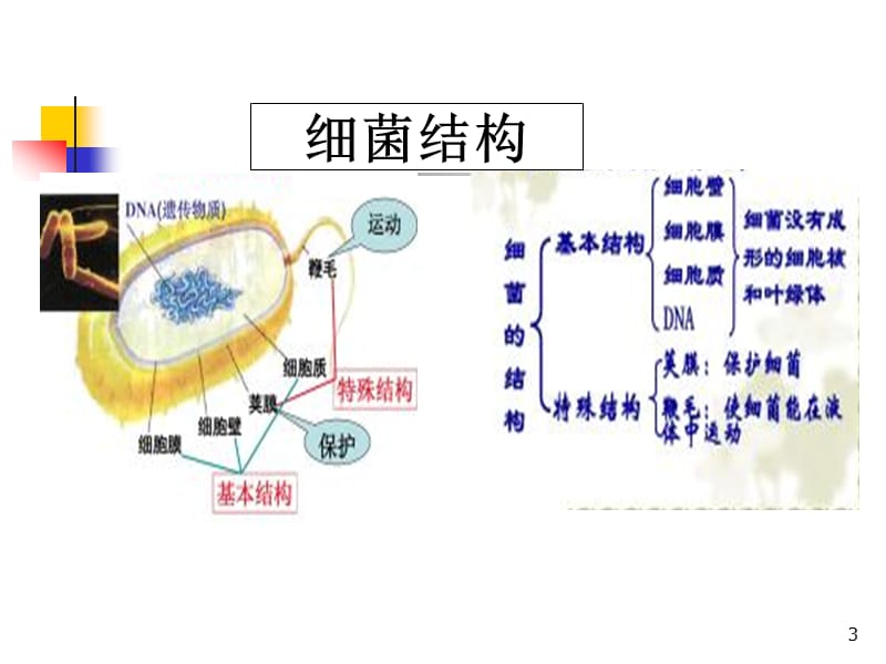 细菌ppt课件_第3页