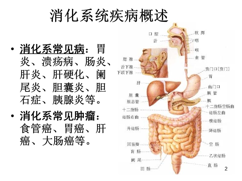 消化系统疾病胃炎ppt课件_第2页