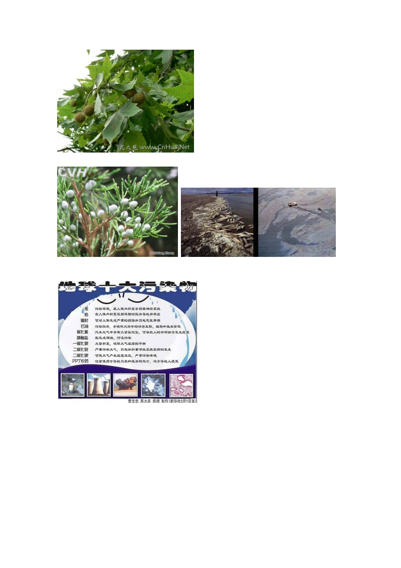 2019-2020年高中生物第4章生物科学与环境保护4.2生物净化的原理及其应用素材新人教版选修.doc_第2页