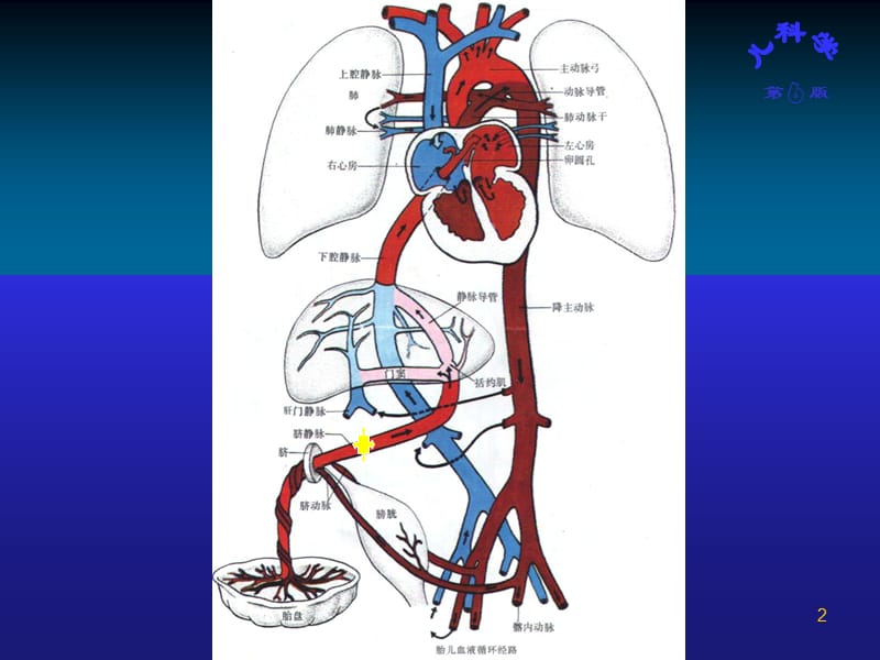 先天性心脏病ppt课件_第2页