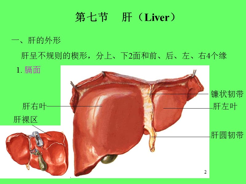 消化系统II呼吸系统ppt课件_第2页