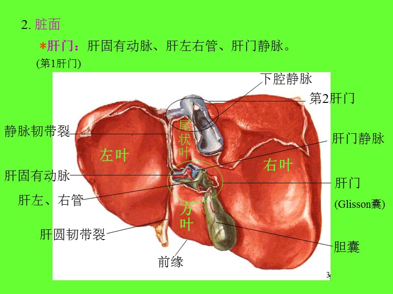 消化系统II呼吸系统ppt课件_第3页