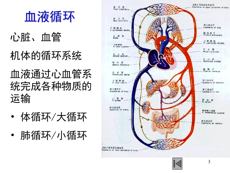 现代医学导论循环系统ppt课件_第3页