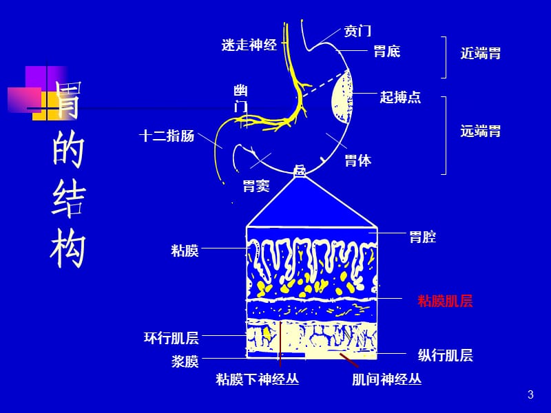 消化性溃疡新ppt课件_第3页