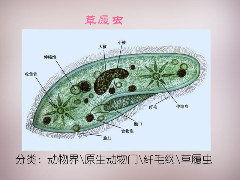 人教初中生物七上《第2单元 第2章 第4节 单细胞生物》PPT课件 (19)_第2页