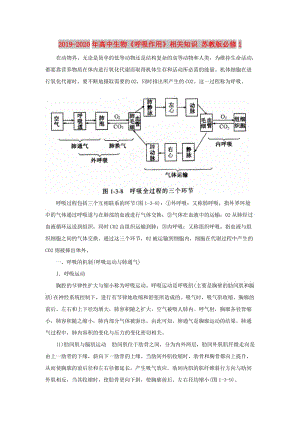 2019-2020年高中生物《呼吸作用》相關(guān)知識(shí) 蘇教版必修1.doc