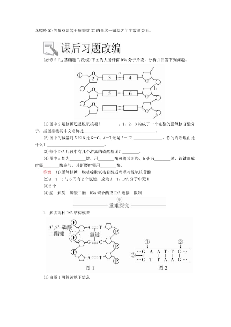 2020年高考生物一轮复习 第6单元 遗传的物质基础 第19讲 DNA分子的结构、复制以及基因的本质学案（含解析）（必修2）.doc_第3页