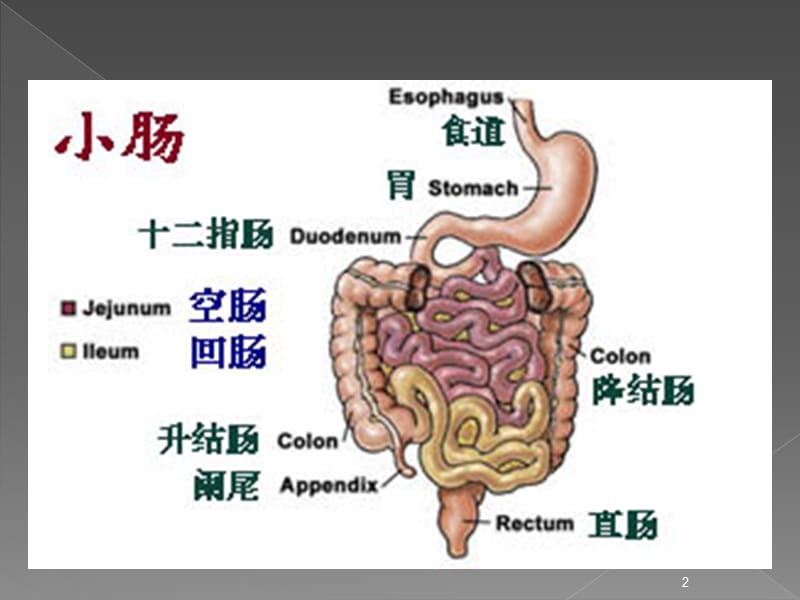 消化系统疾病营养ppt课件_第2页