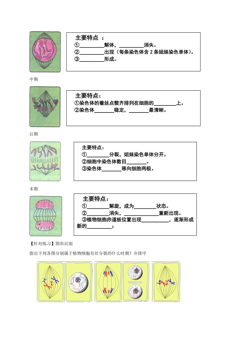 2019-2020年高中生物 第六章 细胞的生命历程 6.1.2 细胞的增殖（二）学案新人教版必修1.doc_第2页