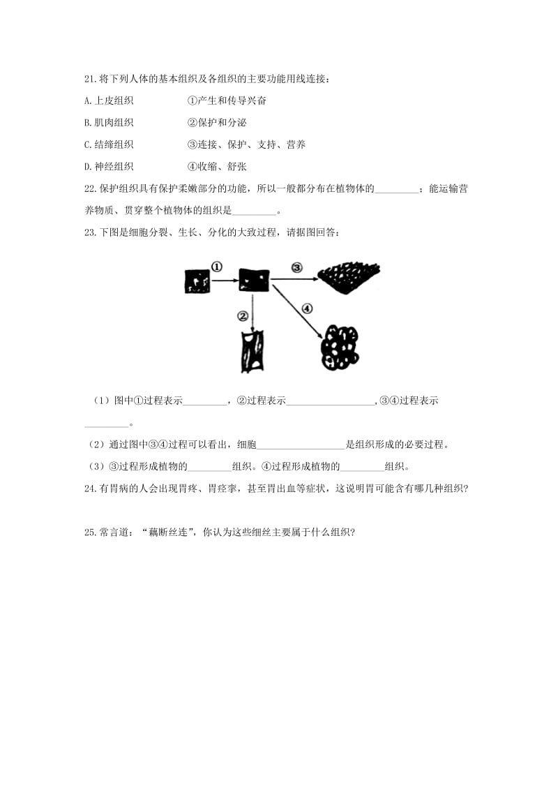 七年级生物上册 2.4.1《细胞分化形成组织》同步练习1 （新版）新人教版.doc_第3页