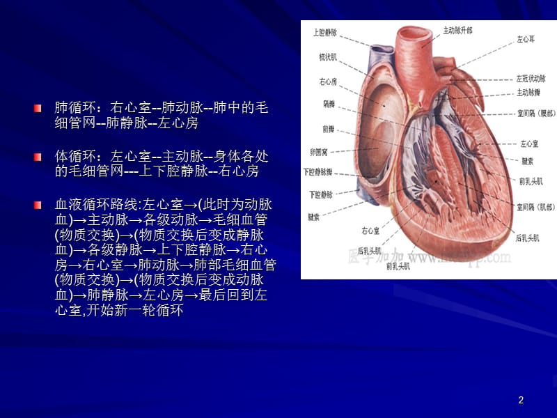 先天性心脏病的介入术护理ppt课件_第2页