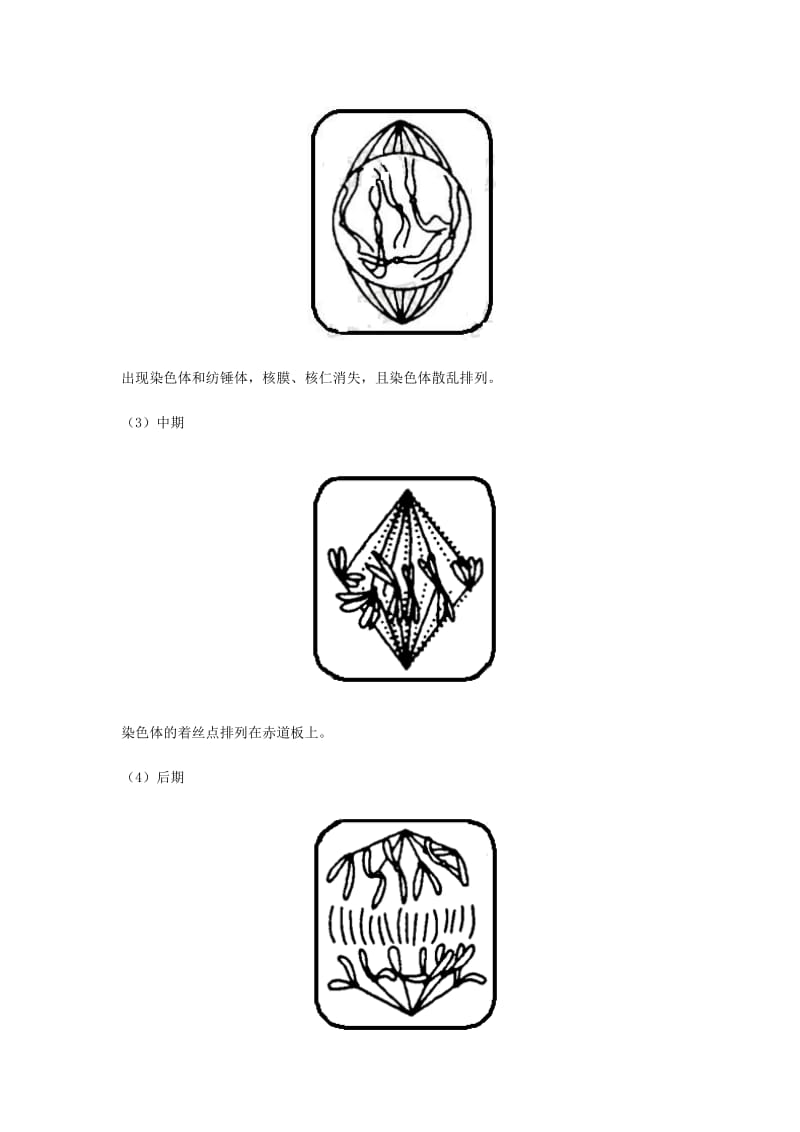 （全国通用）2018年高考生物总复习《细胞增殖》专题突破学案.doc_第3页