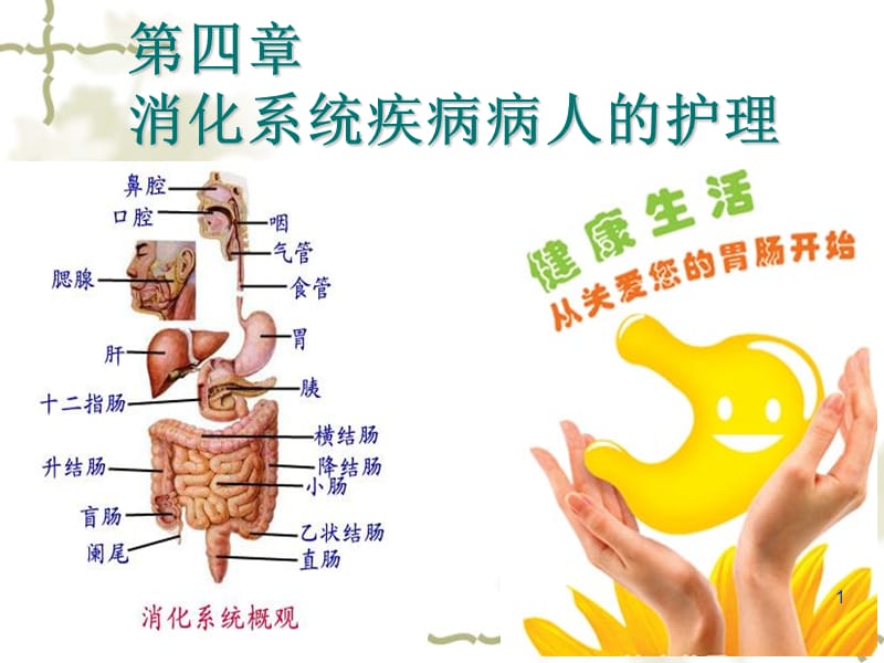 消化系统概述ppt课件_第1页