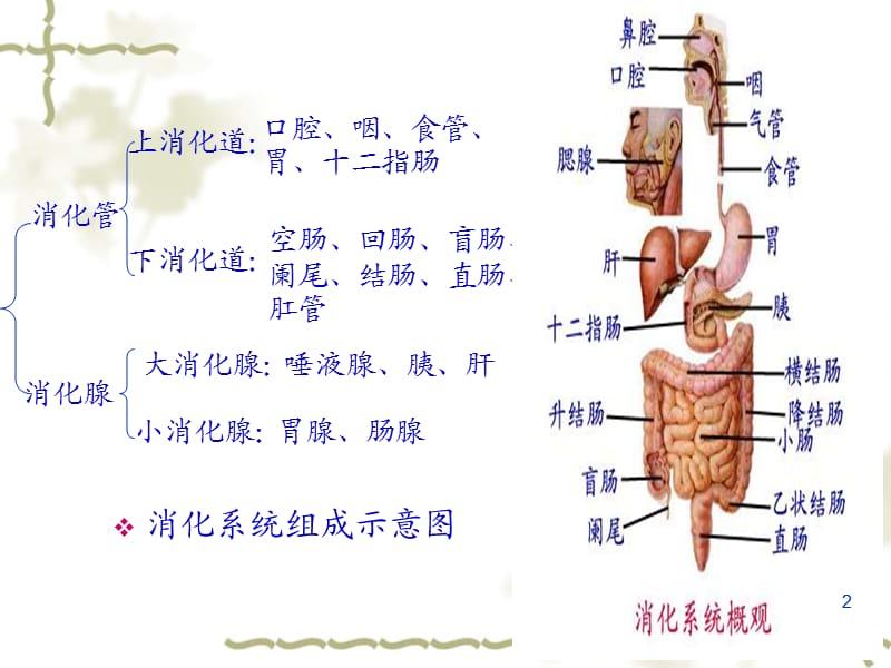 消化系统概述ppt课件_第2页