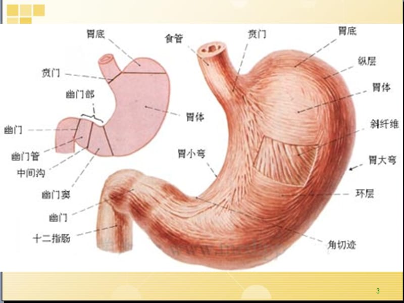 消化系统概述ppt课件_第3页