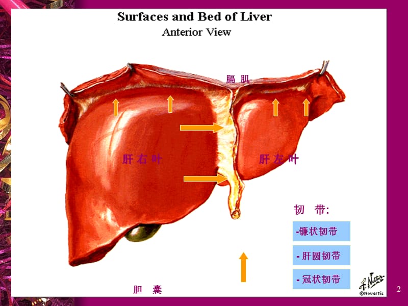 消化系统肝胆胰ppt课件_第2页