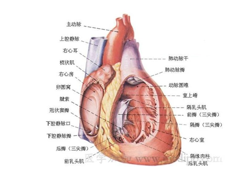 小儿先心病介入封堵的术后护理ppt课件_第2页