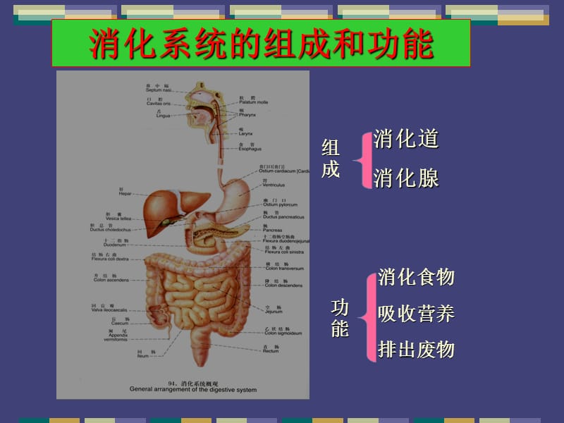 消化系统常见疾病ppt课件_第2页