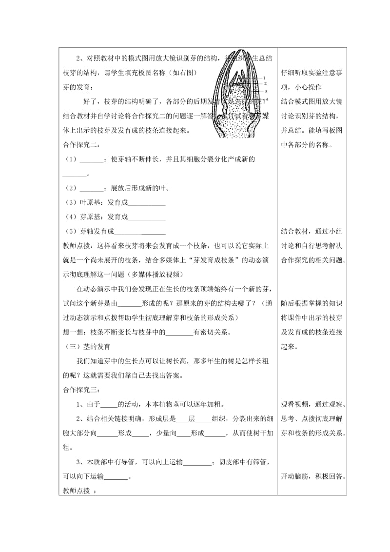 八年级生物上册 4.1.6《芽的类型和发育》教案 （新版）济南版.doc_第3页