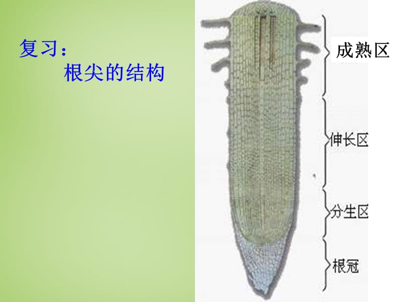 人教初中生物七上《第3单元 第2章 第2节 植株的生长》PPT课件 (2)_第1页