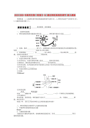 2019-2020年高考生物一輪復(fù)習(xí)34 通過神經(jīng)系統(tǒng)的調(diào)節(jié) 新人教版.doc