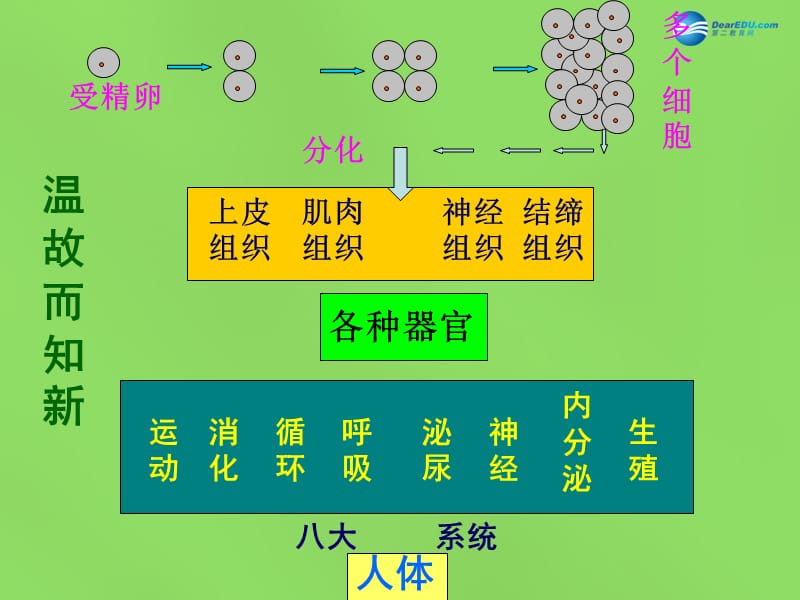 人教初中生物七上《第2单元 第2章 第3节 植物体的结构层次》PPT课件 (10)_第2页