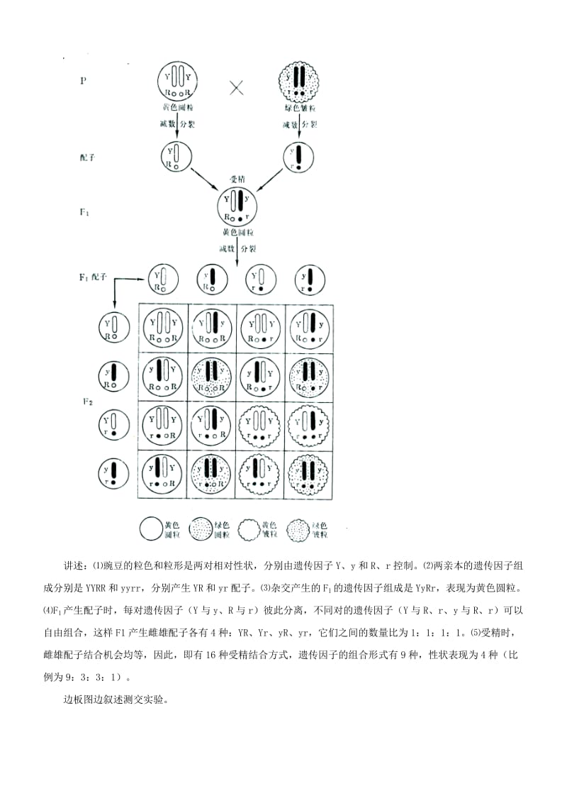 2019-2020年高中生物 《孟德尔的豌豆杂交实验(二)》教案 新人教版必修2.doc_第3页