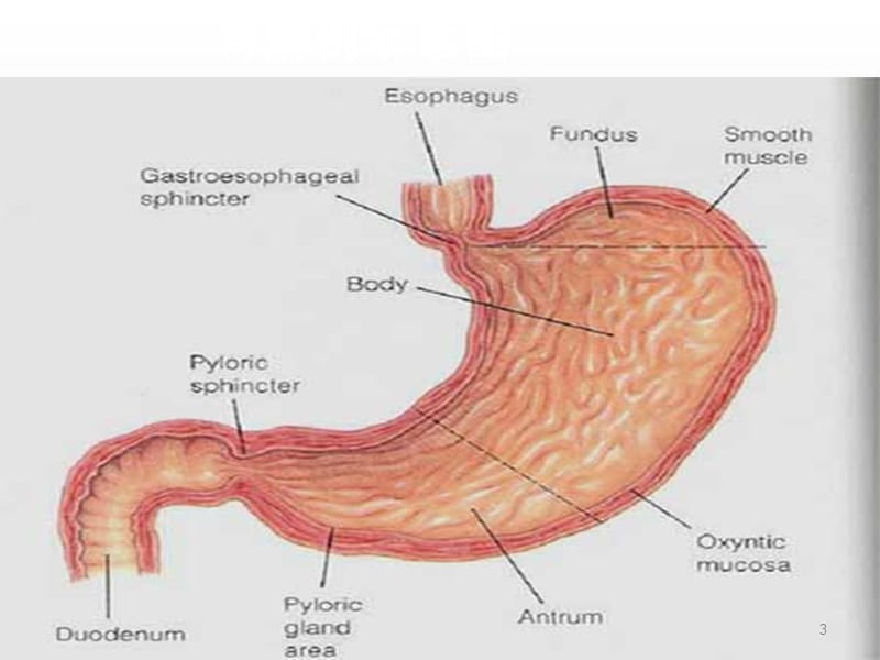 消化性溃疡内科学第8版2学时ppt课件_第3页