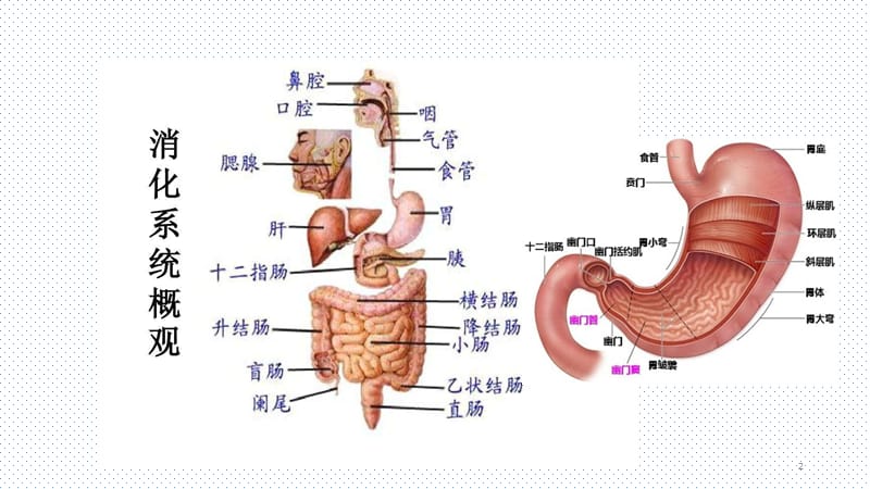 消化系统ppt课件_第2页