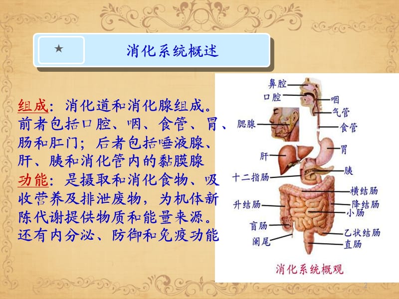 消化系统疾病护理常规ppt课件_第2页