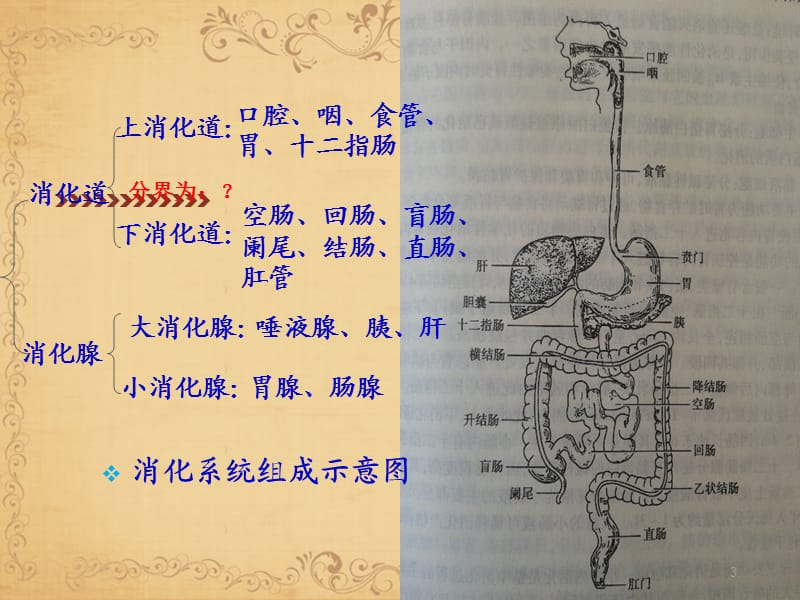 消化系统疾病护理常规ppt课件_第3页