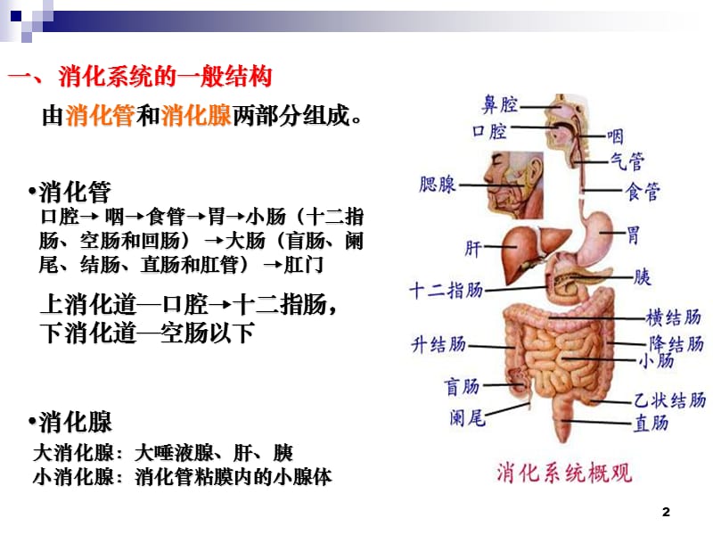 消化系统解剖ppt课件_第2页