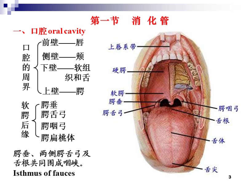 消化系统解剖ppt课件_第3页