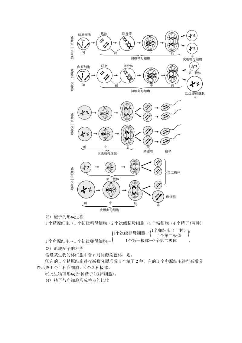 2019-2020年高中生物 第十一讲 减数分裂与配子形成学案 苏教版必修2.doc_第2页