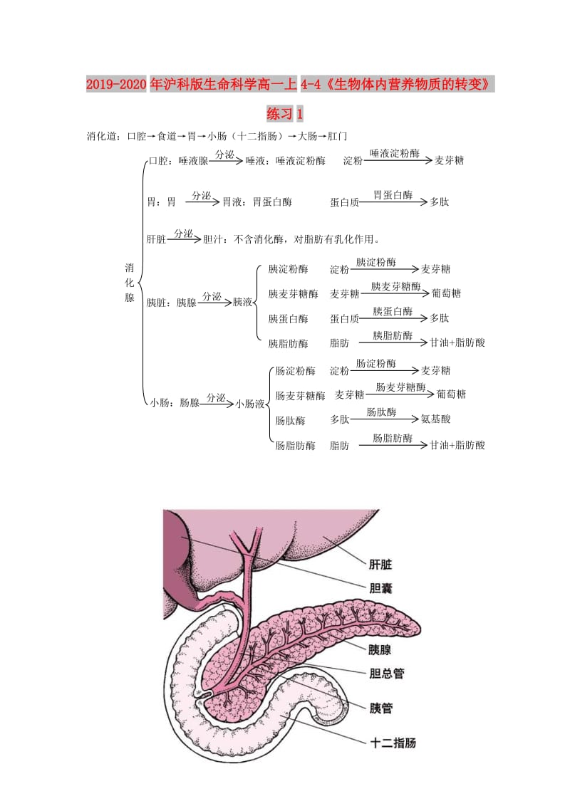 2019-2020年沪科版生命科学高一上4-4《生物体内营养物质的转变》练习1.doc_第1页