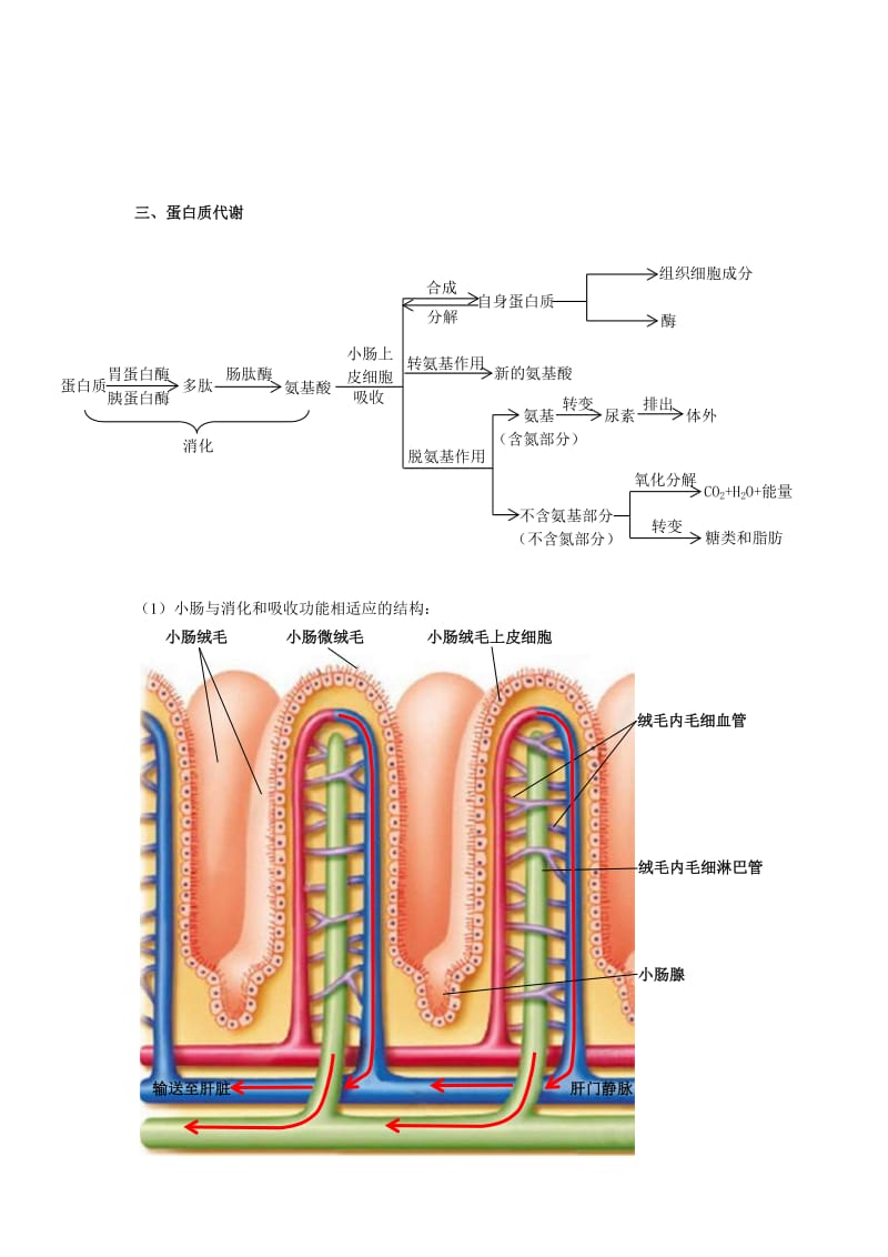 2019-2020年沪科版生命科学高一上4-4《生物体内营养物质的转变》练习1.doc_第3页