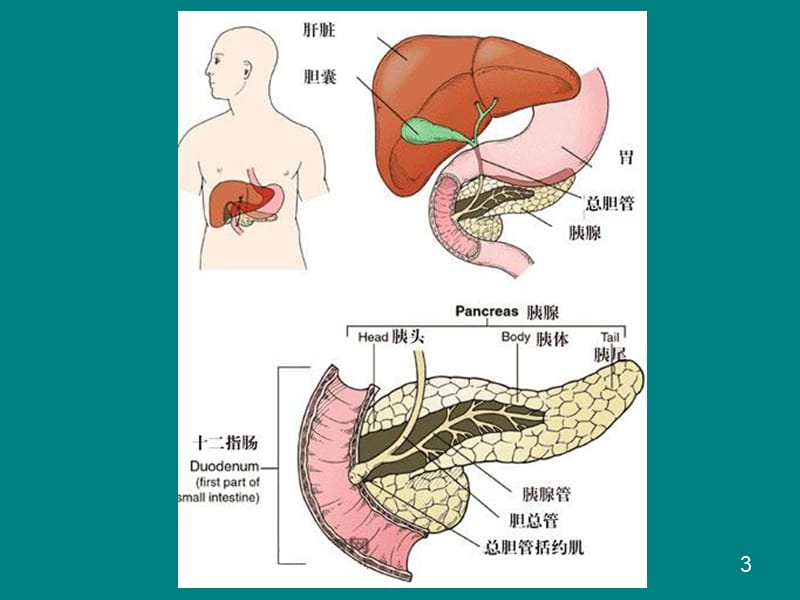胰腺超声诊断PPT课件_第3页
