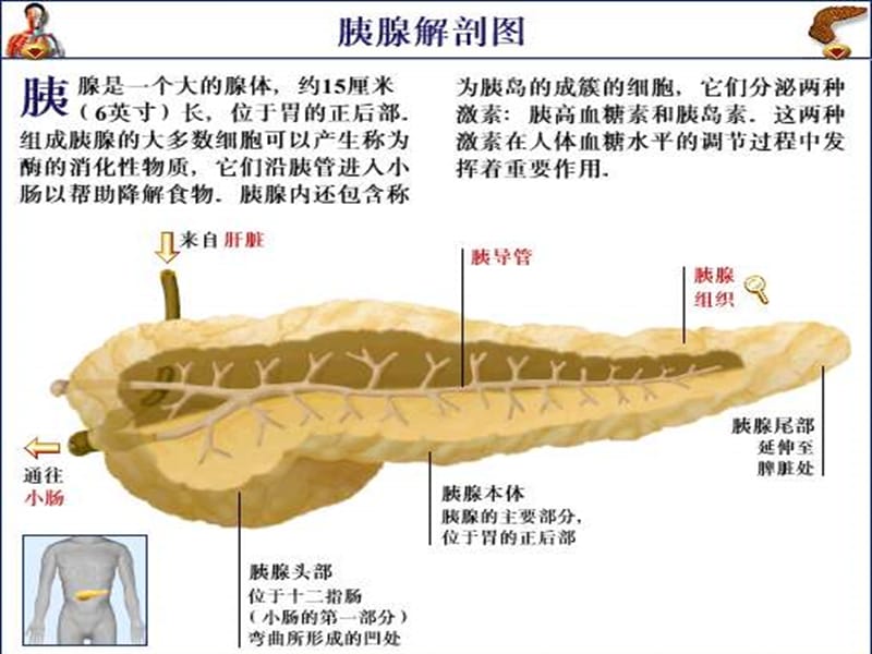 胰腺疾病PPT课件_第3页