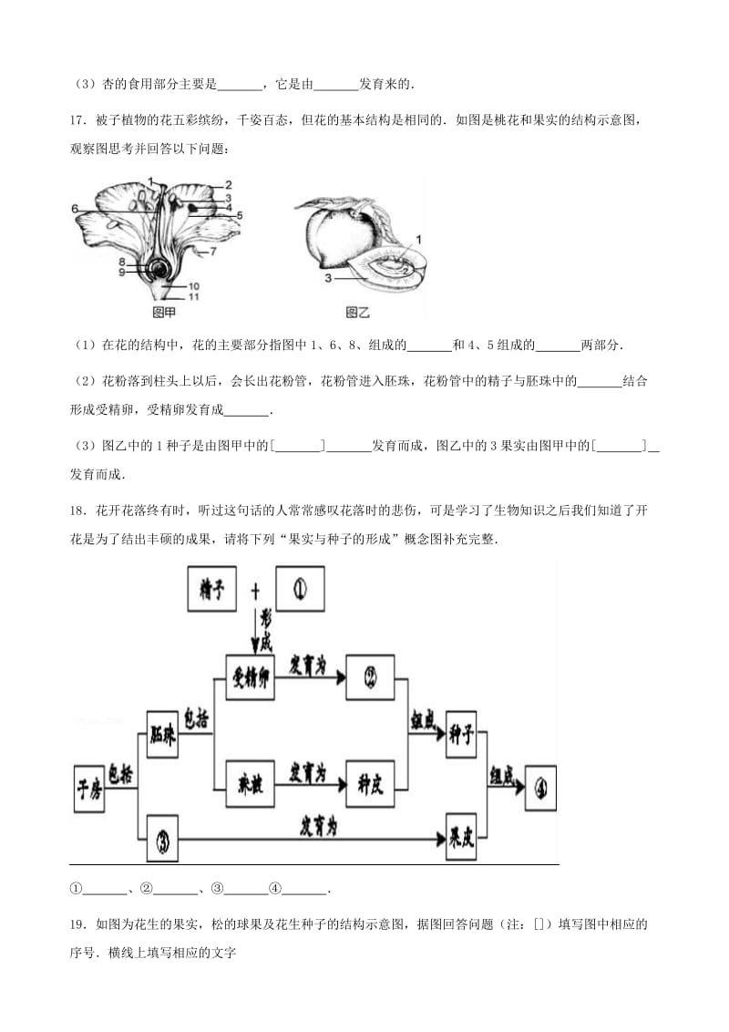 七年级生物上册 第四单元 第一章 第3节 果实和种子的形成同步测试题（新版）济南版.doc_第3页