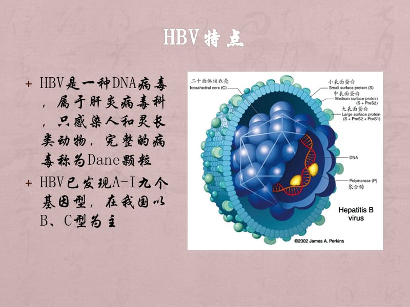 乙型肝炎病毒相关性肾炎的发病机制及治疗 6.2_第3页