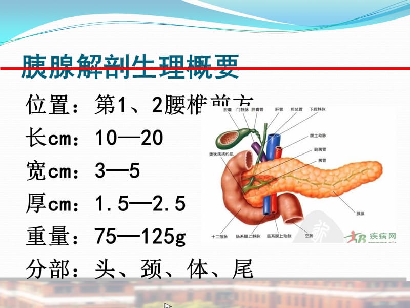 胰腺疾病讲课_第2页