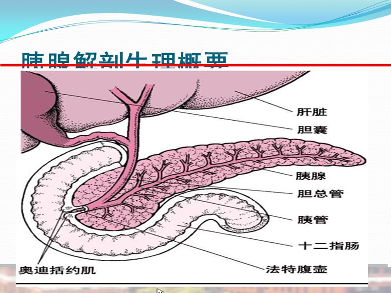 胰腺疾病讲课_第3页