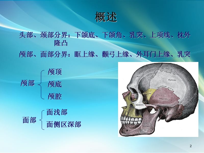 医用局部解剖学颅面部 ppt课件_第2页